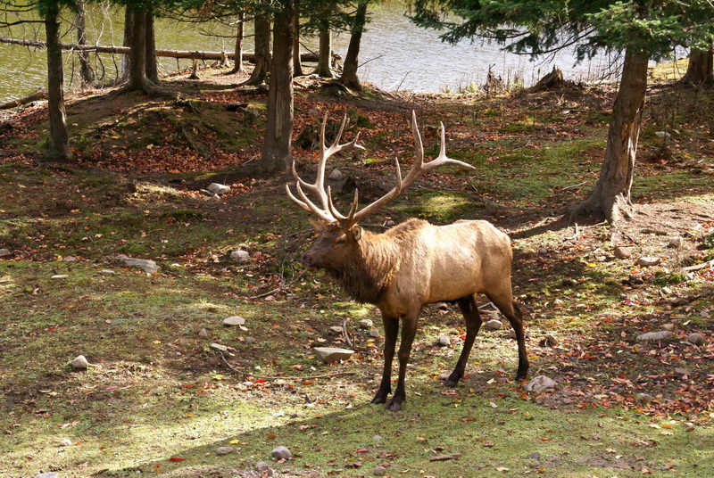 Wapiti