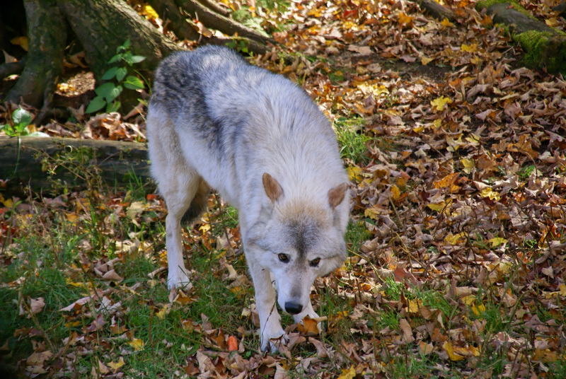 Loup