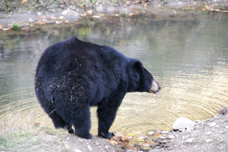 Ours brun d'amérique